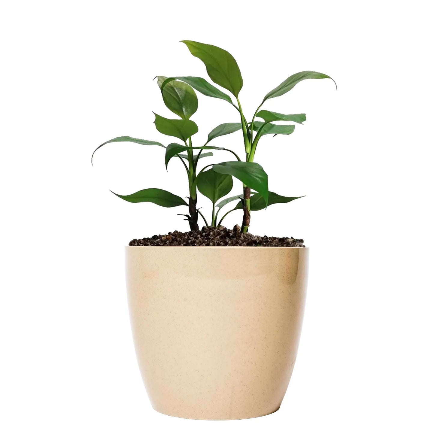 Maceta de interior Umbra 18 Bosco | Diseño minimalista
