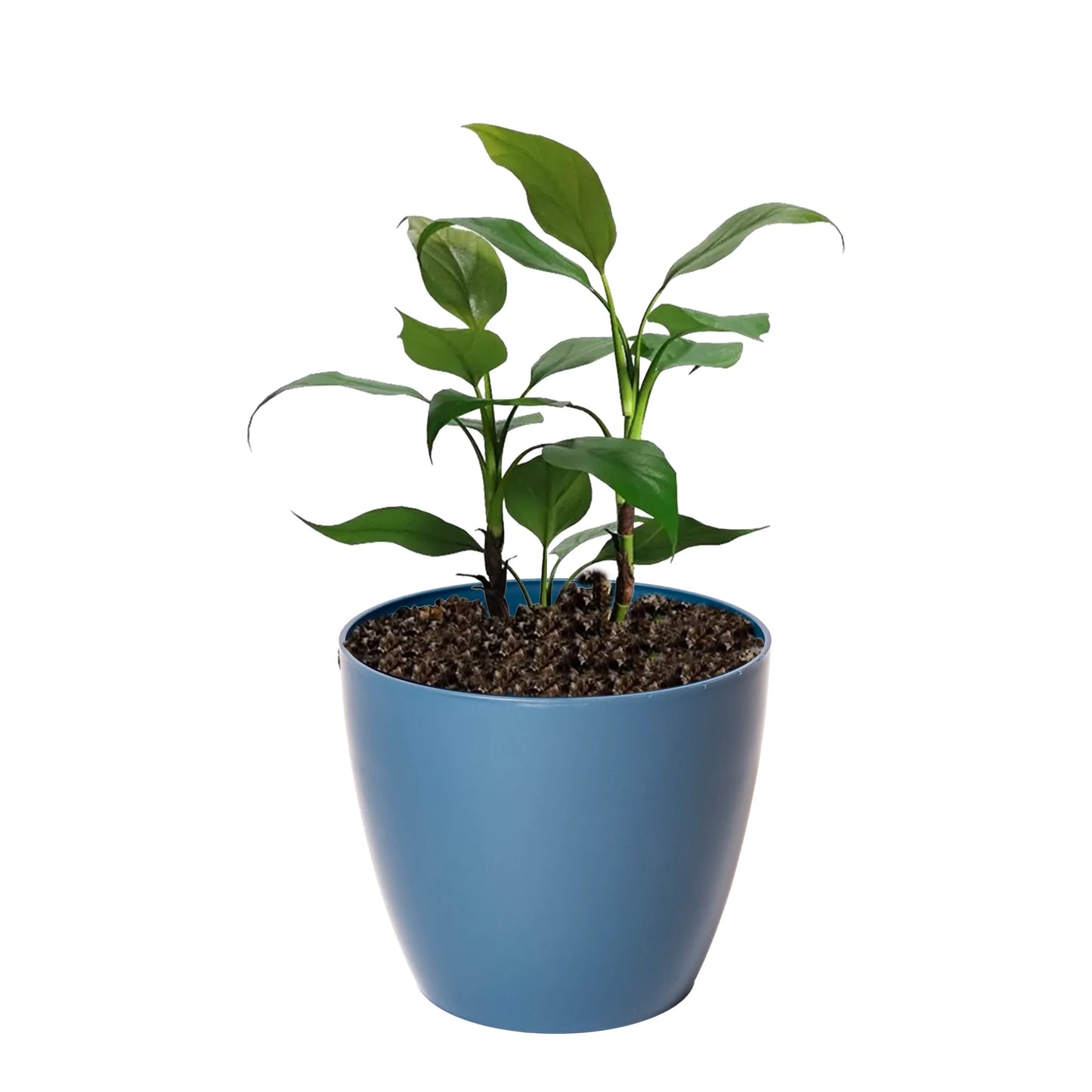 Maceta de Interior Umbra 16 Bosco | Diseño minimalista