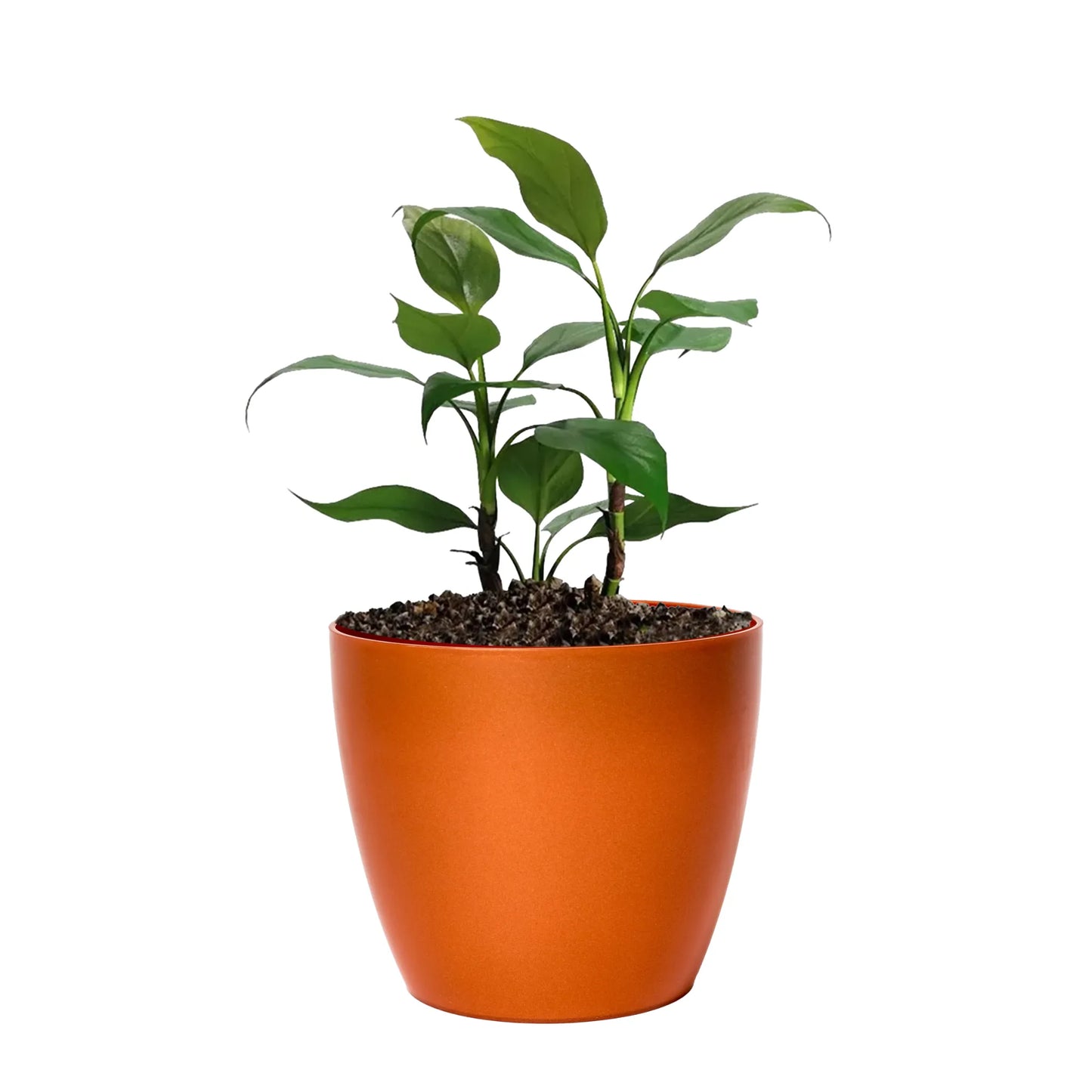 Maceta de interior Umbra 18 Bosco | Diseño minimalista