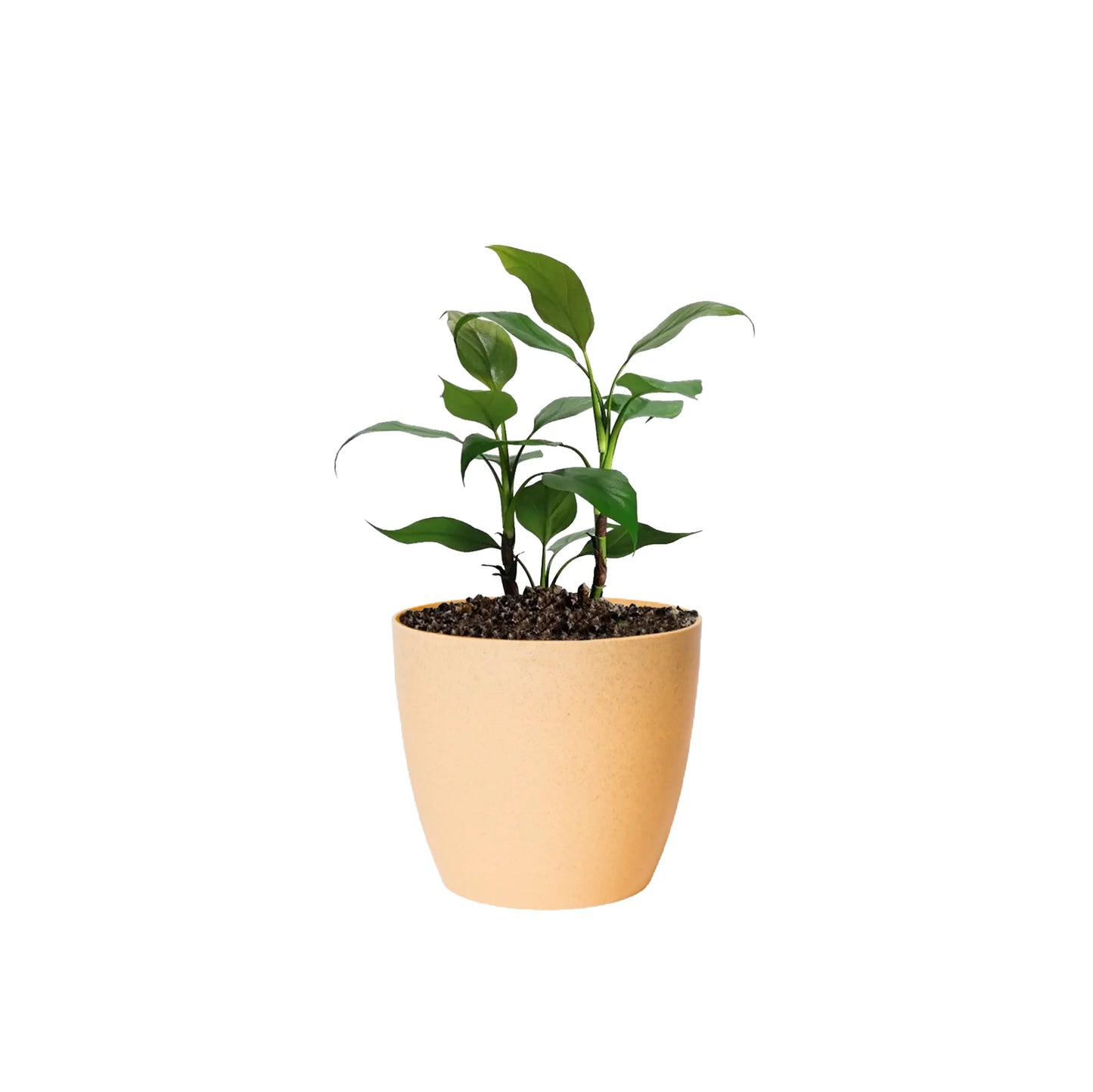 Maceta de interior Umbra 18 Bosco | Diseño minimalista