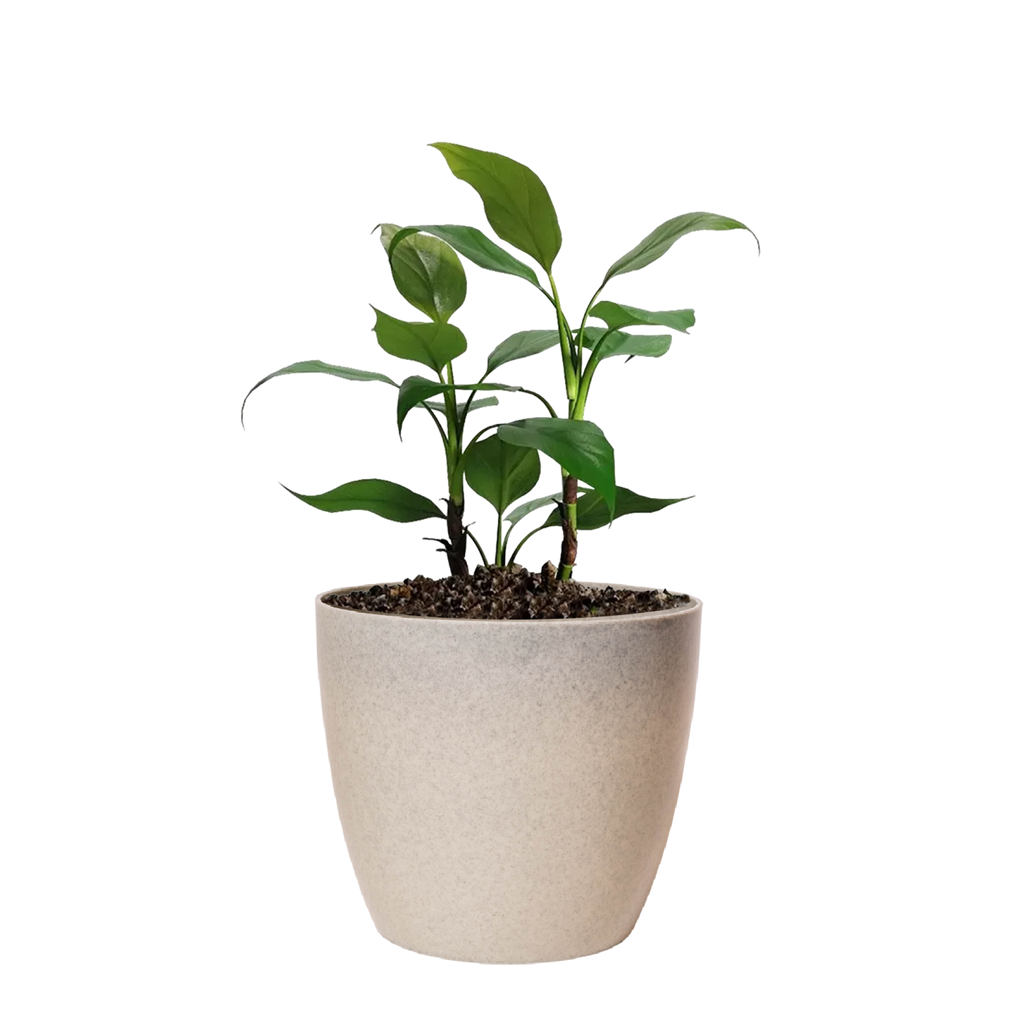 Maceta de interior Umbra 18 Bosco | Diseño minimalista
