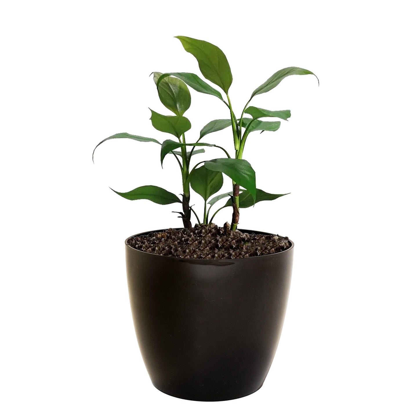 Maceta de interior Umbra 18 Bosco | Diseño minimalista