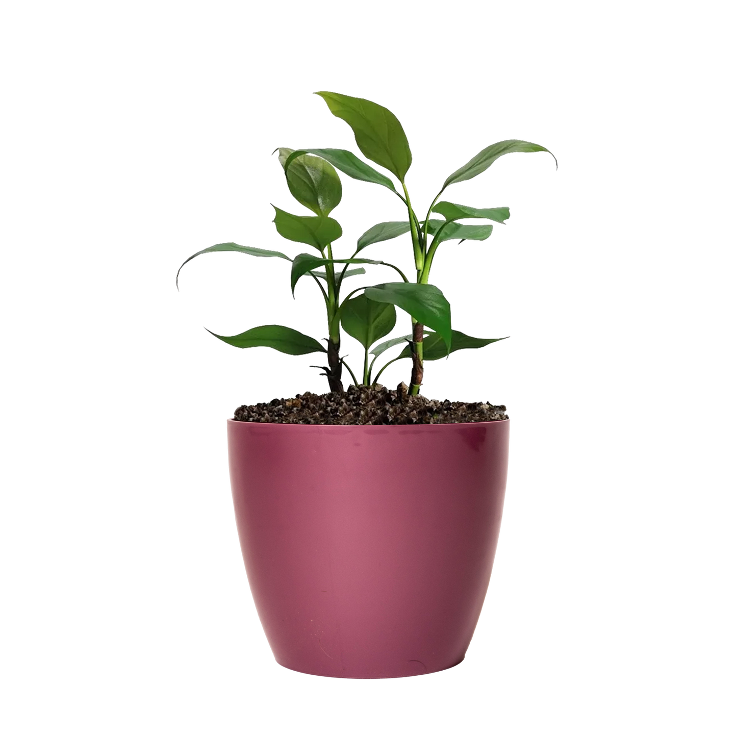 Maceta de interior Umbra 18 Bosco | Diseño minimalista