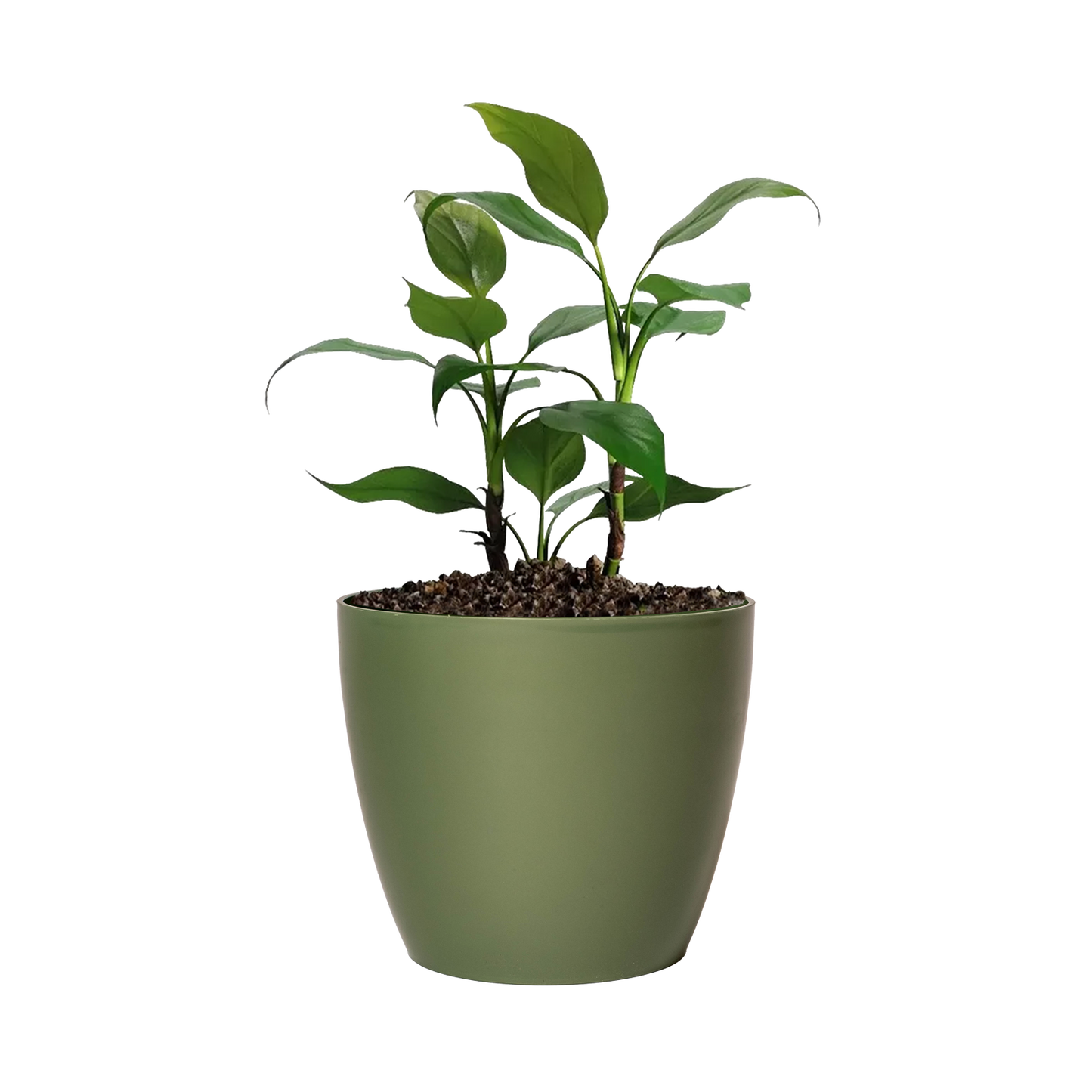 Maceta de interior Umbra 18 Bosco | Diseño minimalista