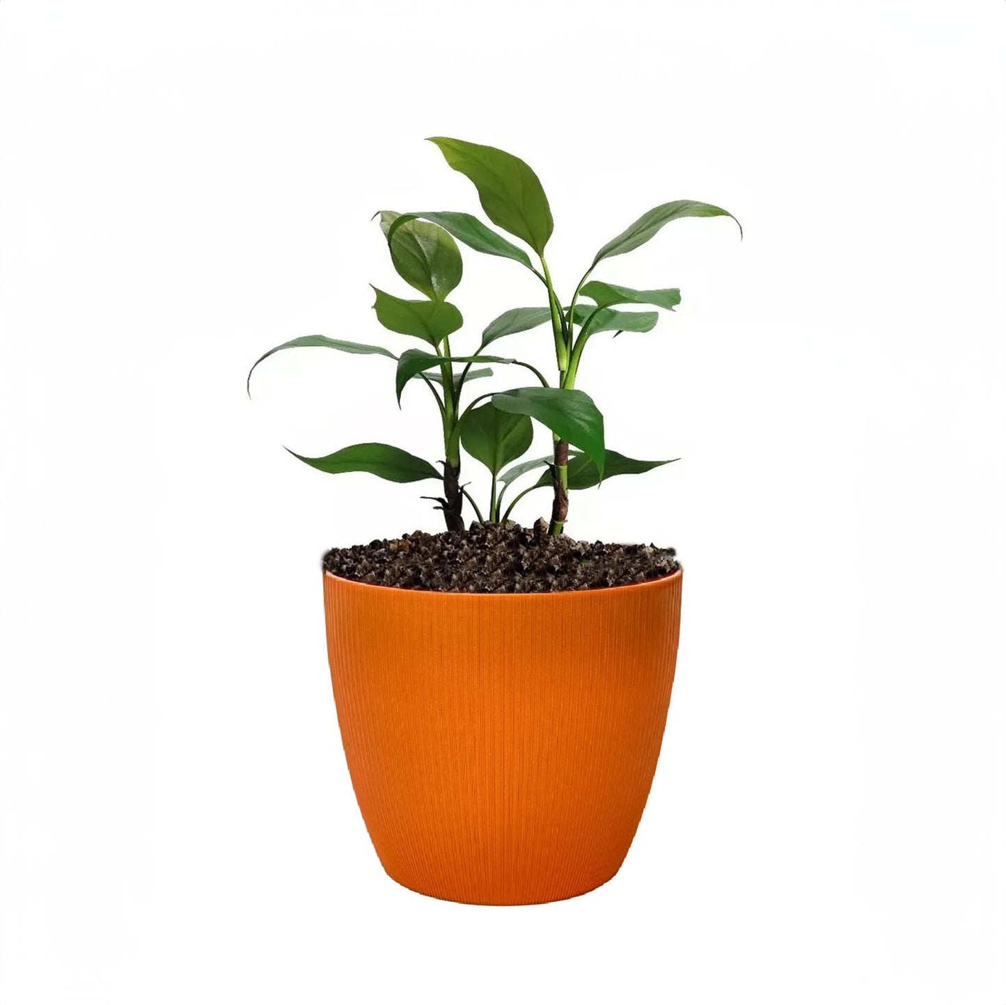 Maceta de interior Vercelli 18 Bosco | Diseño minimalista