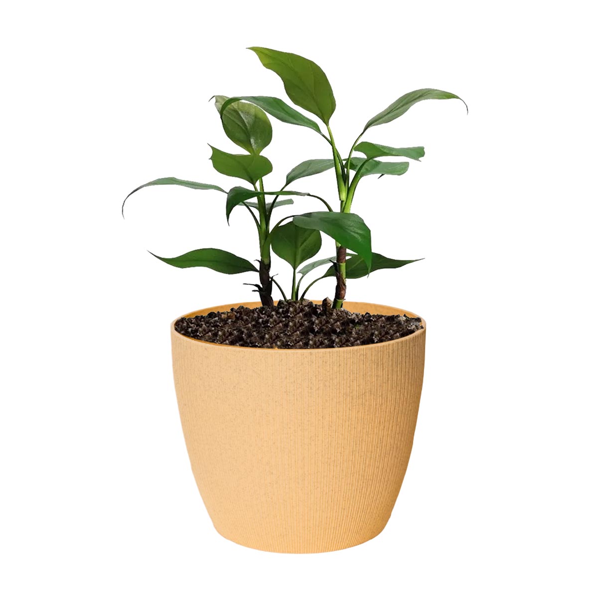 Maceta de interior Vercelli 27 Bosco | Diseño minimalista