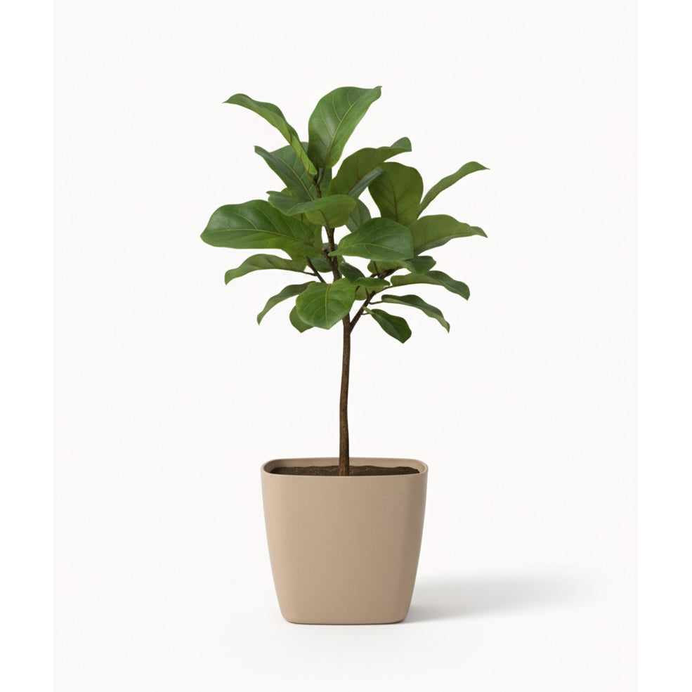 Maceta de interior Umbra Cuadrada 24 Bosco | Diseño minimalista