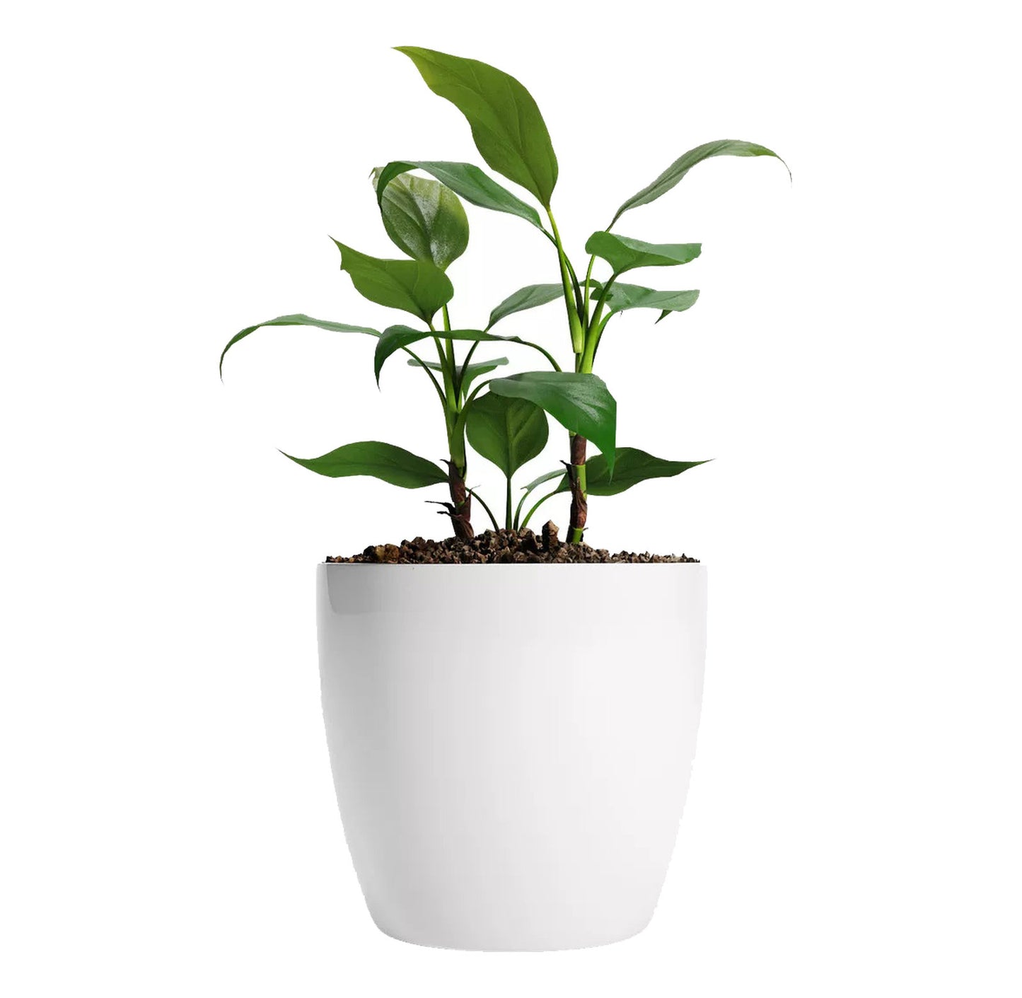Maceta de Interior Umbra 16 Bosco | Diseño minimalista