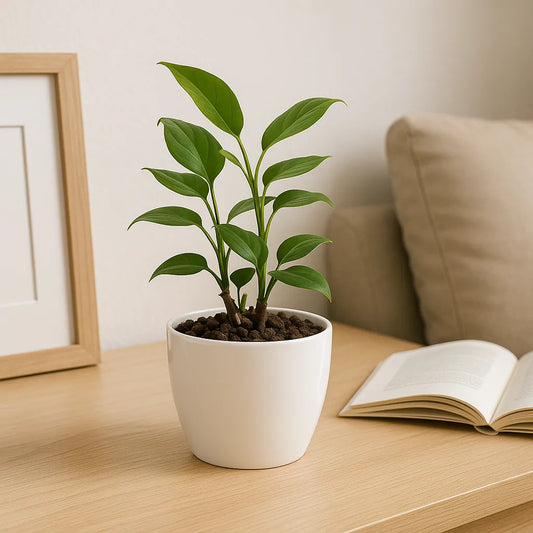 Maceta de interior Umbra 14 Bosco | Diseño minimalista