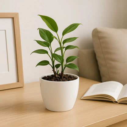 Maceta de interior Umbra 18 Bosco | Diseño minimalista
