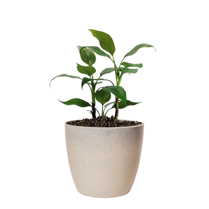 Maceta de interior Umbra 18 Bosco | Diseño minimalista