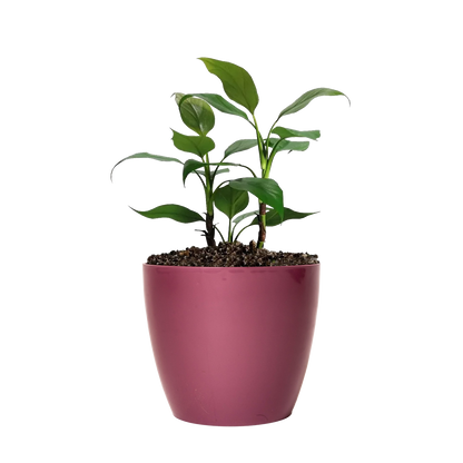 Maceta de interior Umbra 18 Bosco | Diseño minimalista