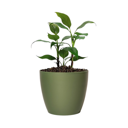 Maceta de interior Umbra 18 Bosco | Diseño minimalista