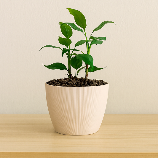 Maceta de interior Vercelli 18 Bosco | Diseño minimalista