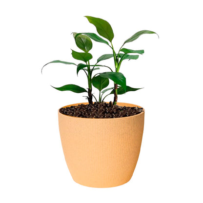Maceta de interior Vercelli 27 Bosco | Diseño minimalista