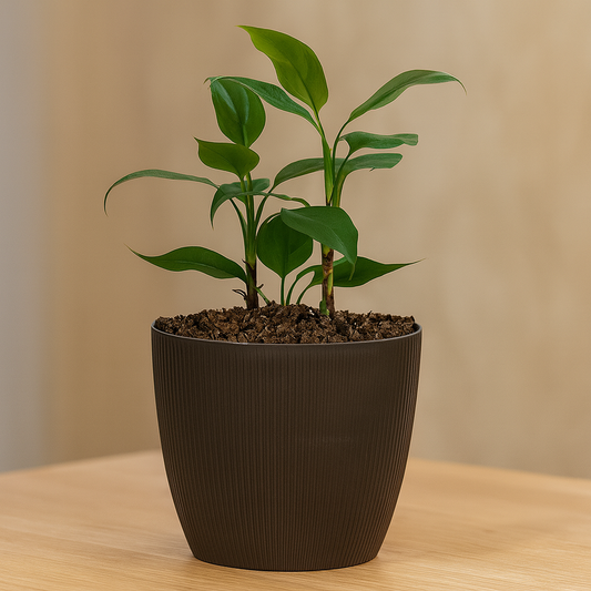 Maceta de interior Vercelli 16 Bosco | Diseño minimalista