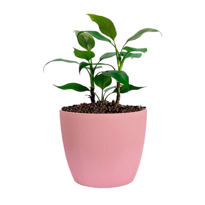 Maceta de interior Vercelli 27 Bosco | Diseño minimalista