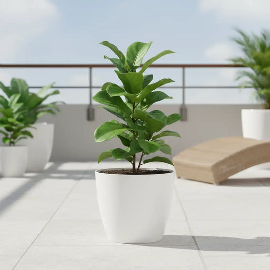 Maceta Bosco - Umbra 10 L