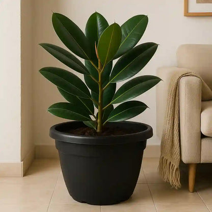 Maceta Grande Eden 45 cm – Resistente para Exterior