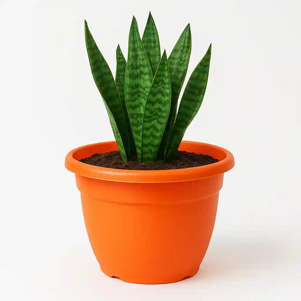 Maceta Grande Eden 45 cm – Resistente para Exterior