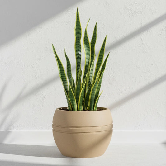 Maceta Bosco Pisa 116 L Grande