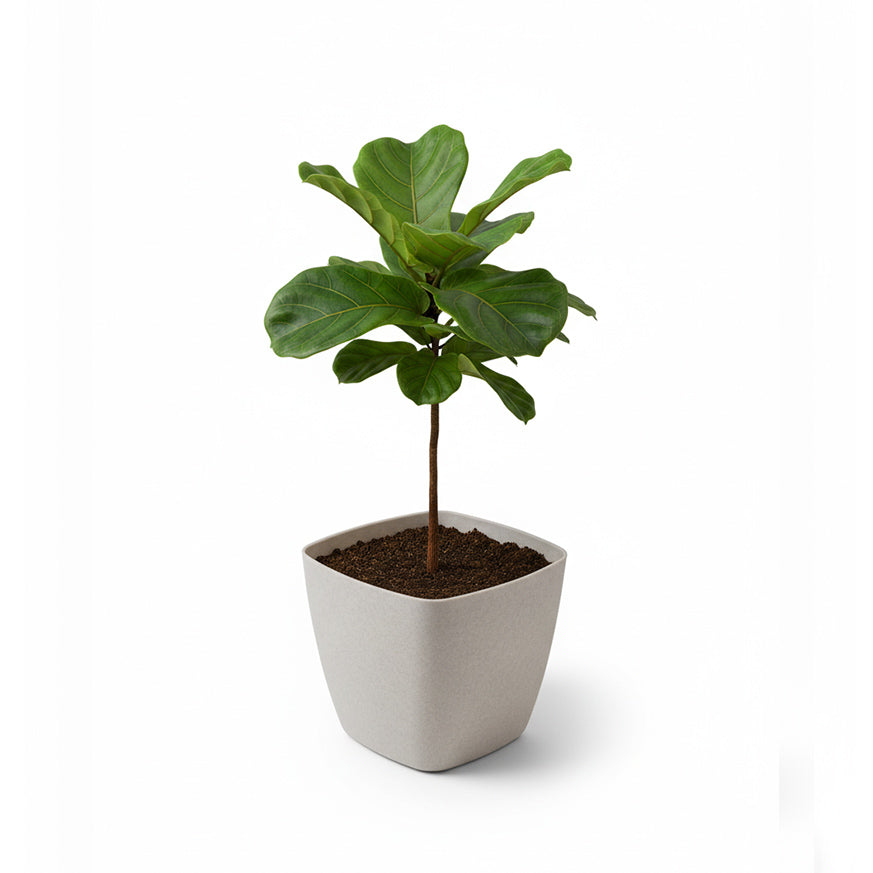 Maceta de interior Umbra Cuadrada 24 Bosco | Diseño minimalista