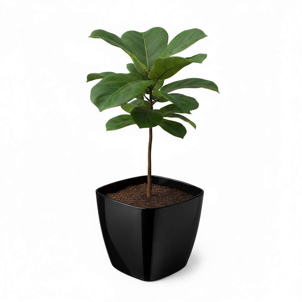 Maceta de interior Umbra Cuadrada 18 Bosco | Diseño minimalista