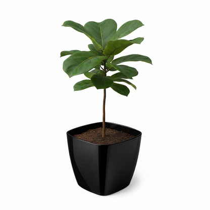 Maceta de interior Umbra Cuadrada 24 Bosco | Diseño minimalista