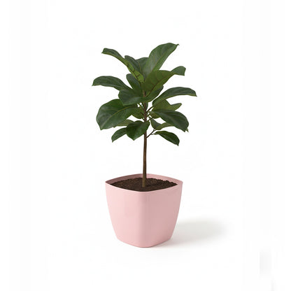 Maceta de interior Umbra Cuadrada 22 Bosco | Diseño minimalista