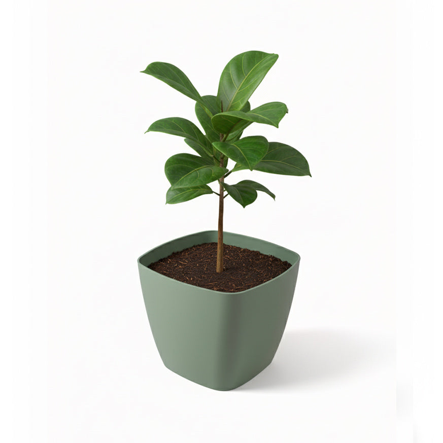 Maceta de interior Umbra Cuadrada 24 Bosco | Diseño minimalista