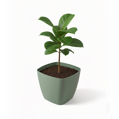 Maceta de interior Umbra Cuadrada 22 Bosco | Diseño minimalista