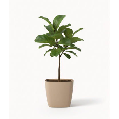 Maceta de interior Umbra Cuadrada 18 Bosco | Diseño minimalista