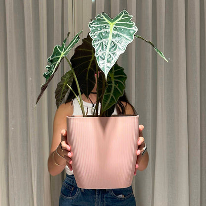 Maceta de interior Vercelli Cuadrada 24 Bosco | Diseño minimalista