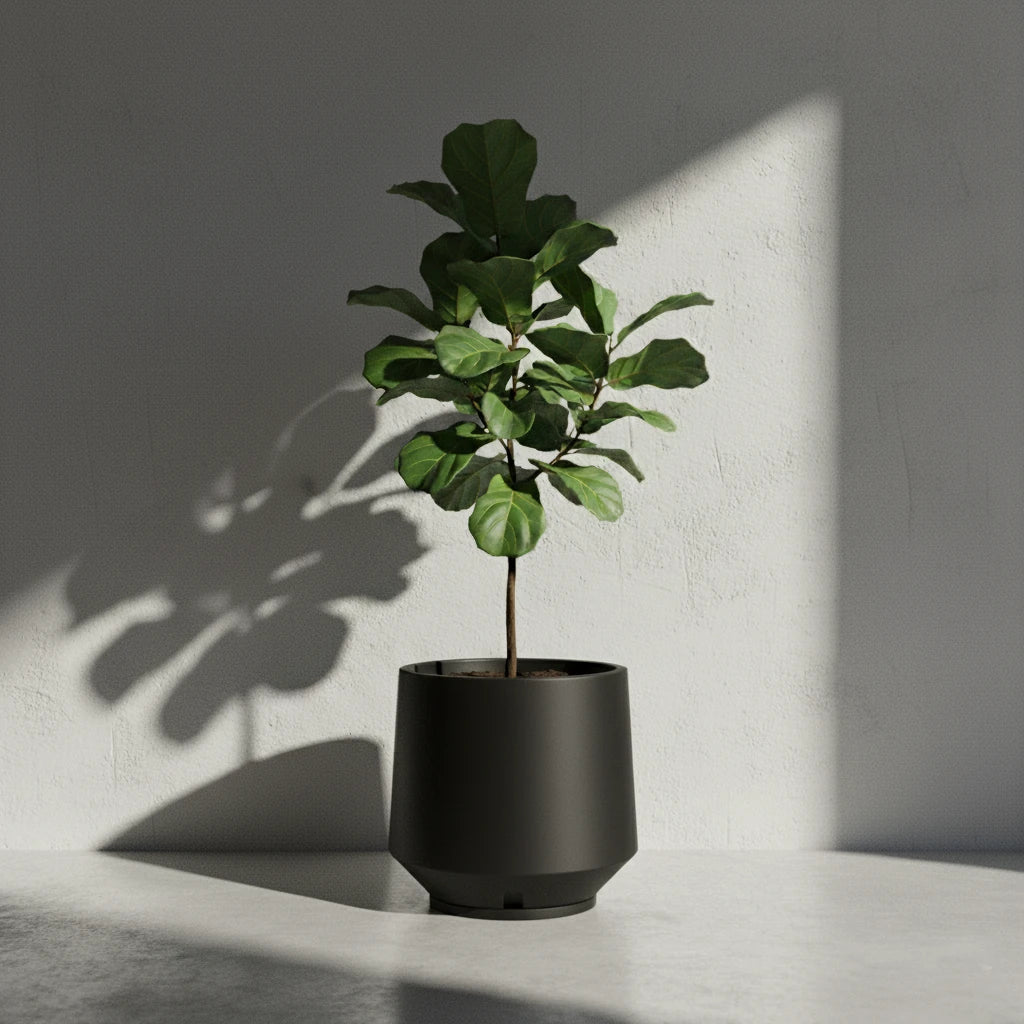 Maceta Bosco Vignola 56 L Grande con Plato