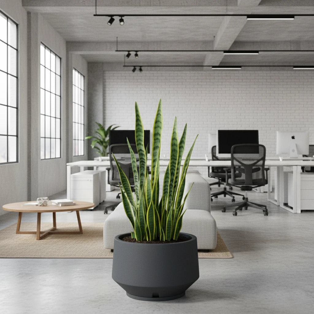 Maceta Bosco Vignola 38 L Mediana con Plato