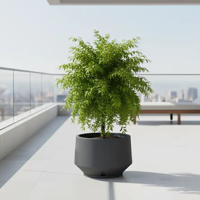 Maceta Bosco Vignola 38 L Mediana con Plato