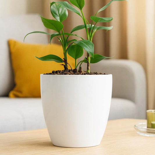 Maceta de interior Umbra 22 Bosco | Diseño minimalista