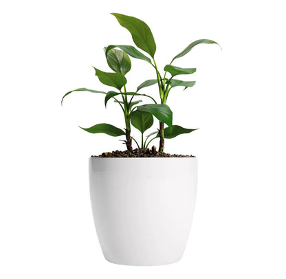 Maceta de interior Umbra 18 Bosco | Diseño minimalista
