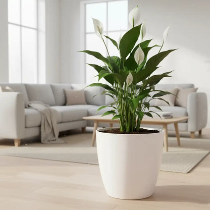 Maceta Bosco - Umbra 18 L